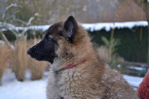 pup in sneeuw